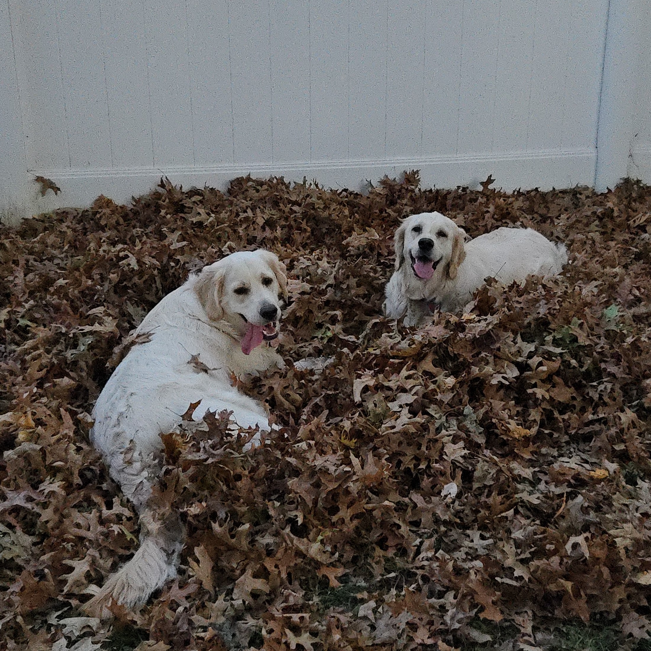 Penny and Mabel laying in a pile of leaves
